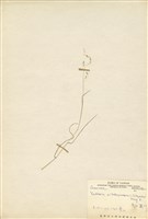 藏品(玉山箭竹)的圖片